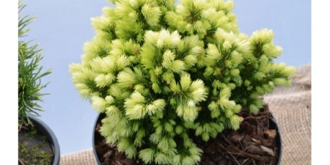 Smreka glauca (kanadska)